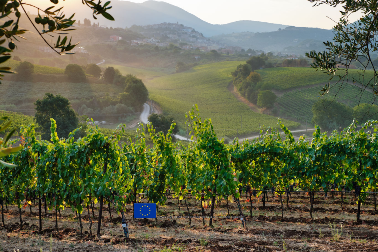 rome wine lazio hills of cincinnato