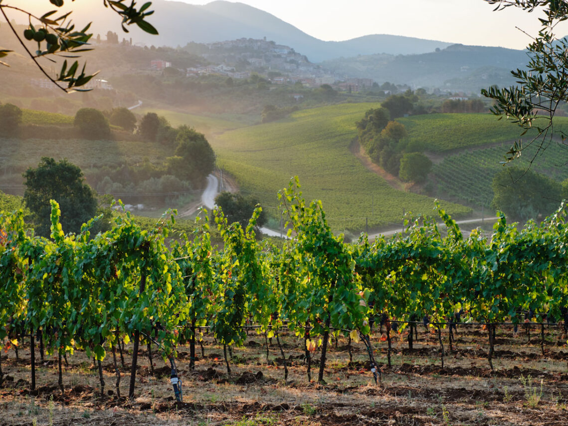 rome wine lazio hills of cincinnato