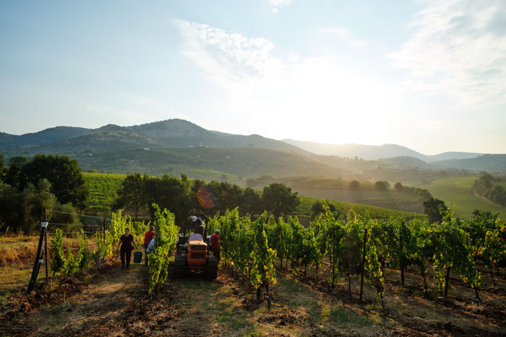 magnificent rome hills Cincinnato vineyard